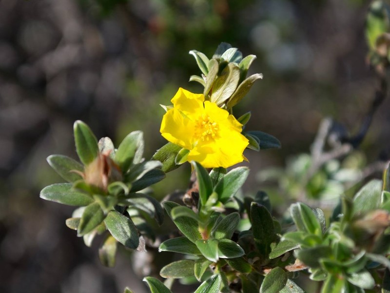 Hibbertia argentea