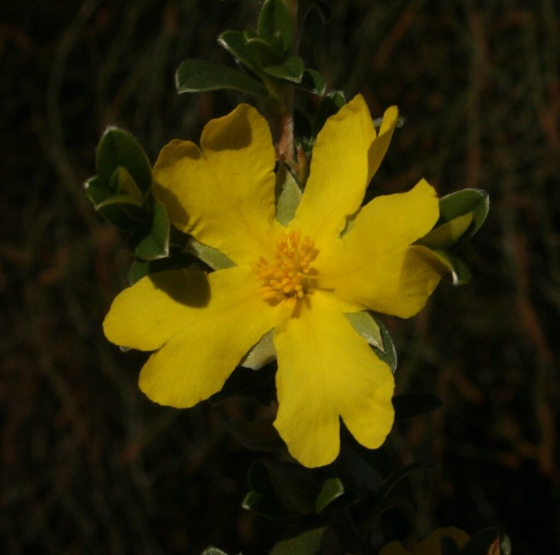Hibbertia argentea photo 2