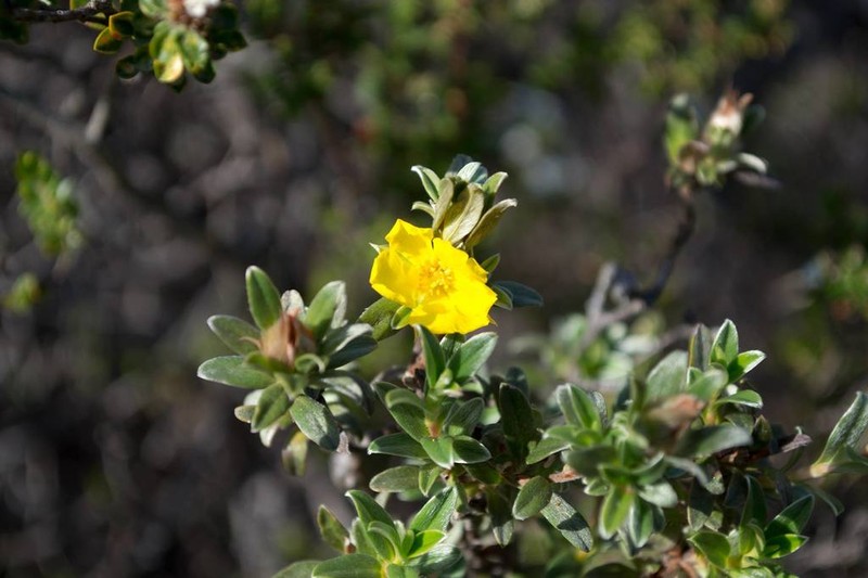 Hibbertia argentea photo 3
