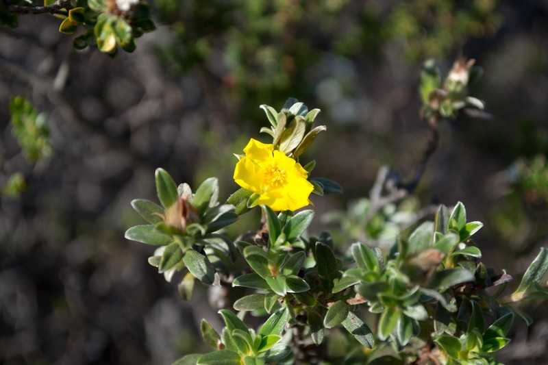 Hibbertia argentea photo 4