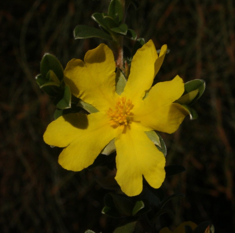 Hibbertia argentea photo 5