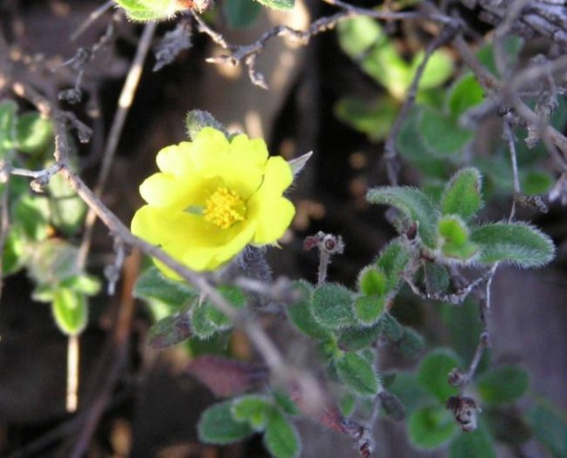 Hibbertia argentea photo 6
