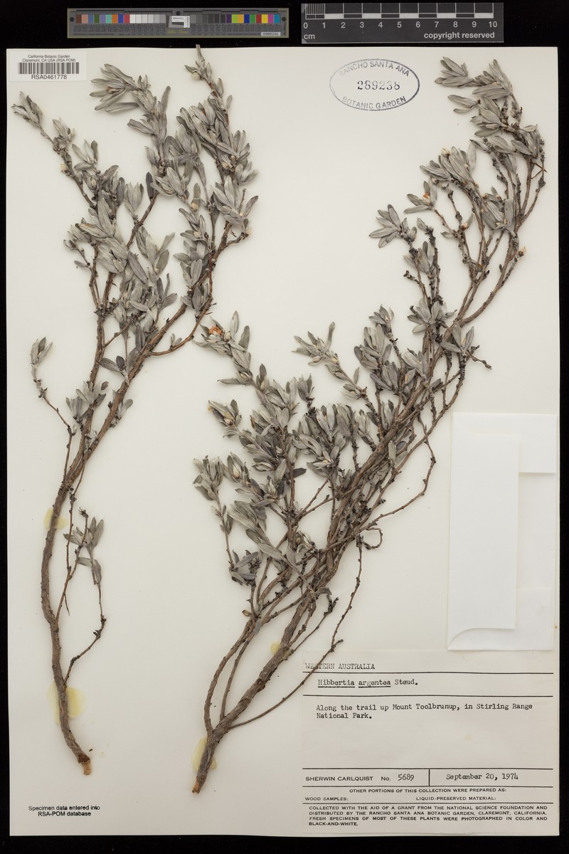 Hibbertia argentea photo 7