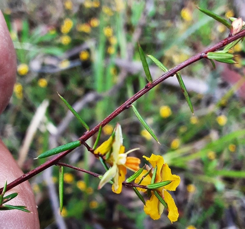 Hibbertia aristibracteata photo 2