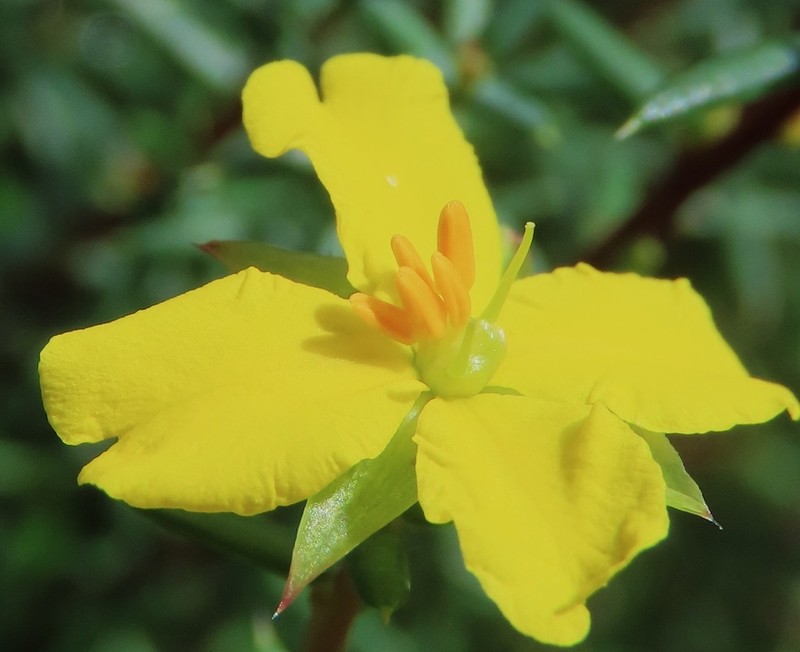 Hibbertia aristibracteata photo 3