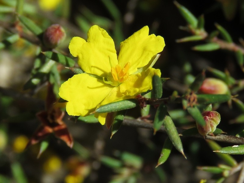 Hibbertia aristibracteata photo 4