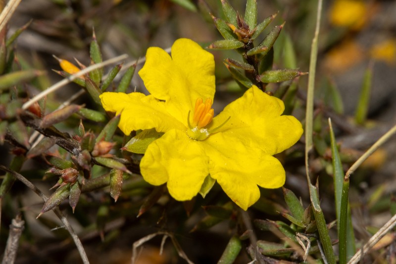 Hibbertia aristibracteata photo 5