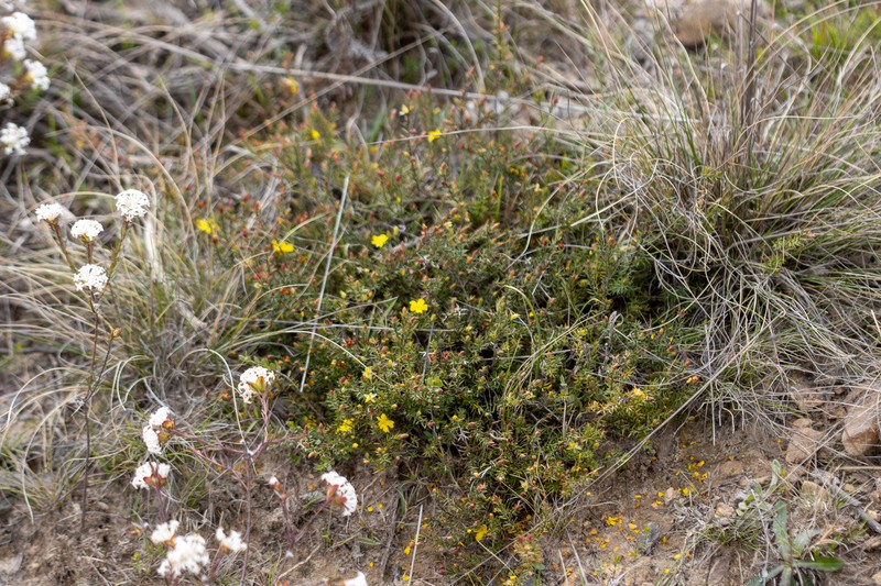 Hibbertia aristibracteata