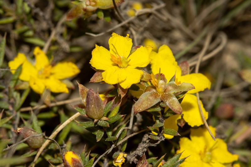 Hibbertia aristibracteata photo 7