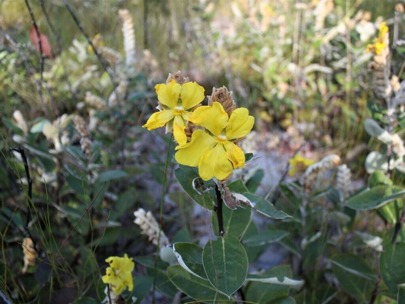 Hibbertia arnhemica
