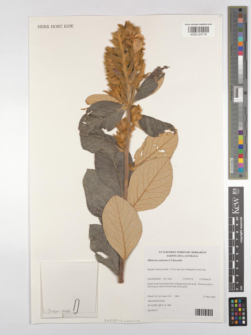 Hibbertia arnhemica photo 2