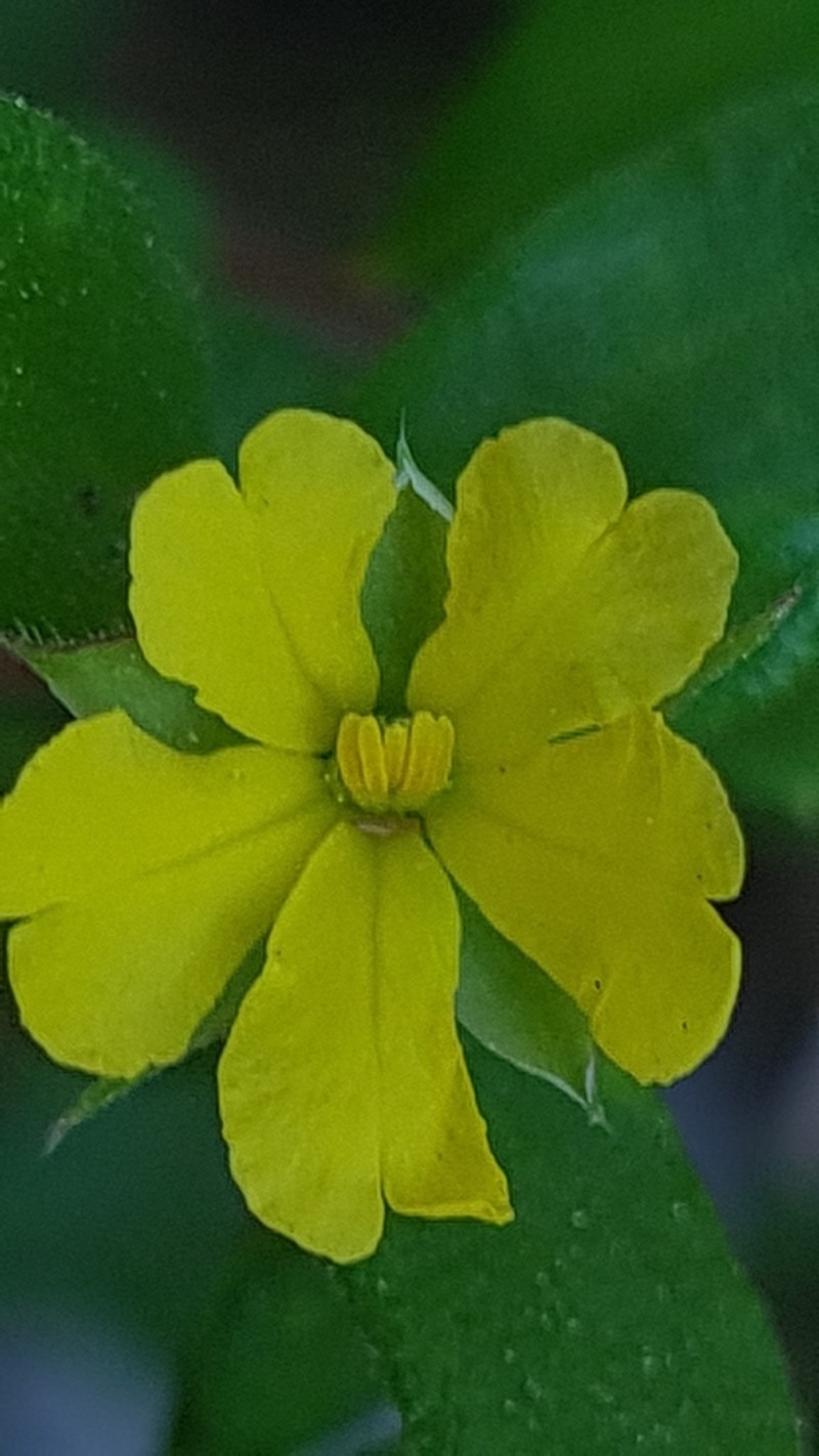 Hibbertia aspera photo 2