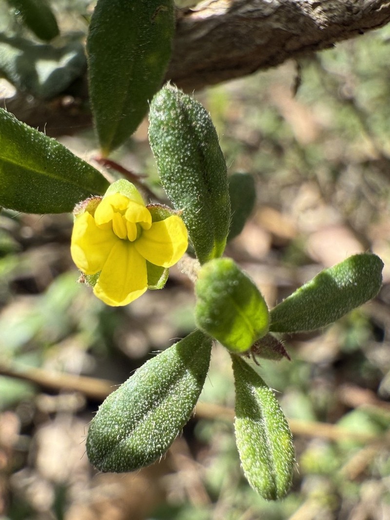 Hibbertia aspera photo 3