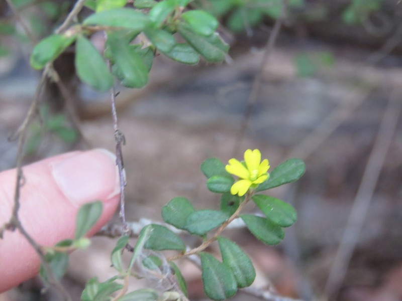 Hibbertia aspera photo 4