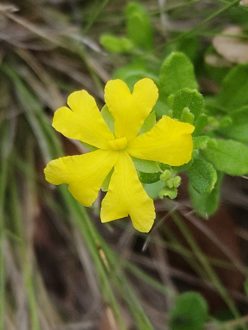 Hibbertia aspera photo 5
