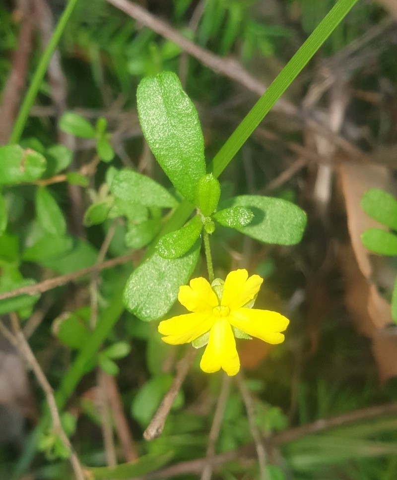 Hibbertia aspera photo 6