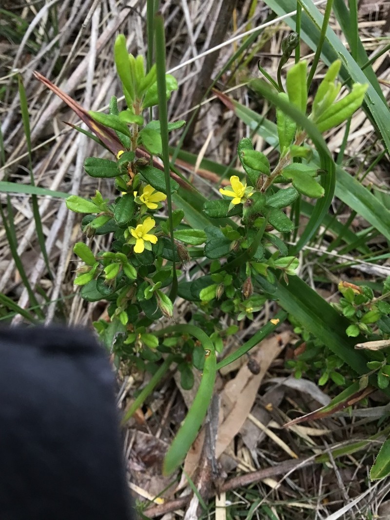 Hibbertia aspera photo 7