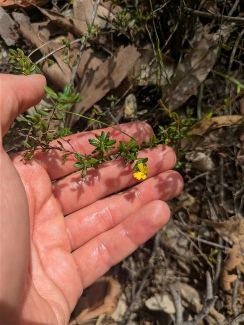 Hibbertia aspera subsp. aspera