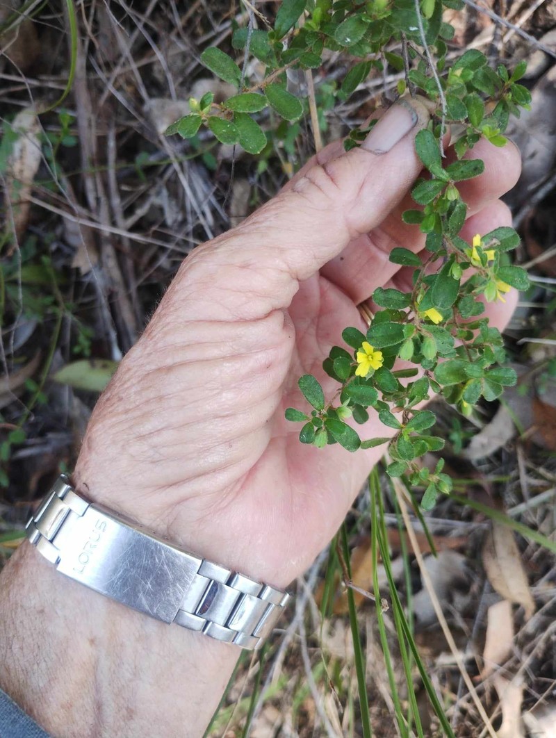 Hibbertia aspera subsp. pilosifolia