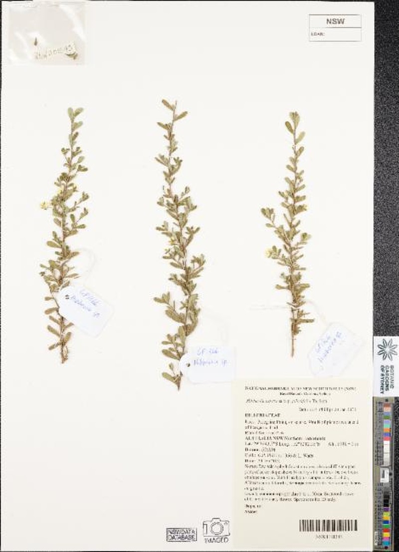Hibbertia aspera subsp. pilosifolia photo 2