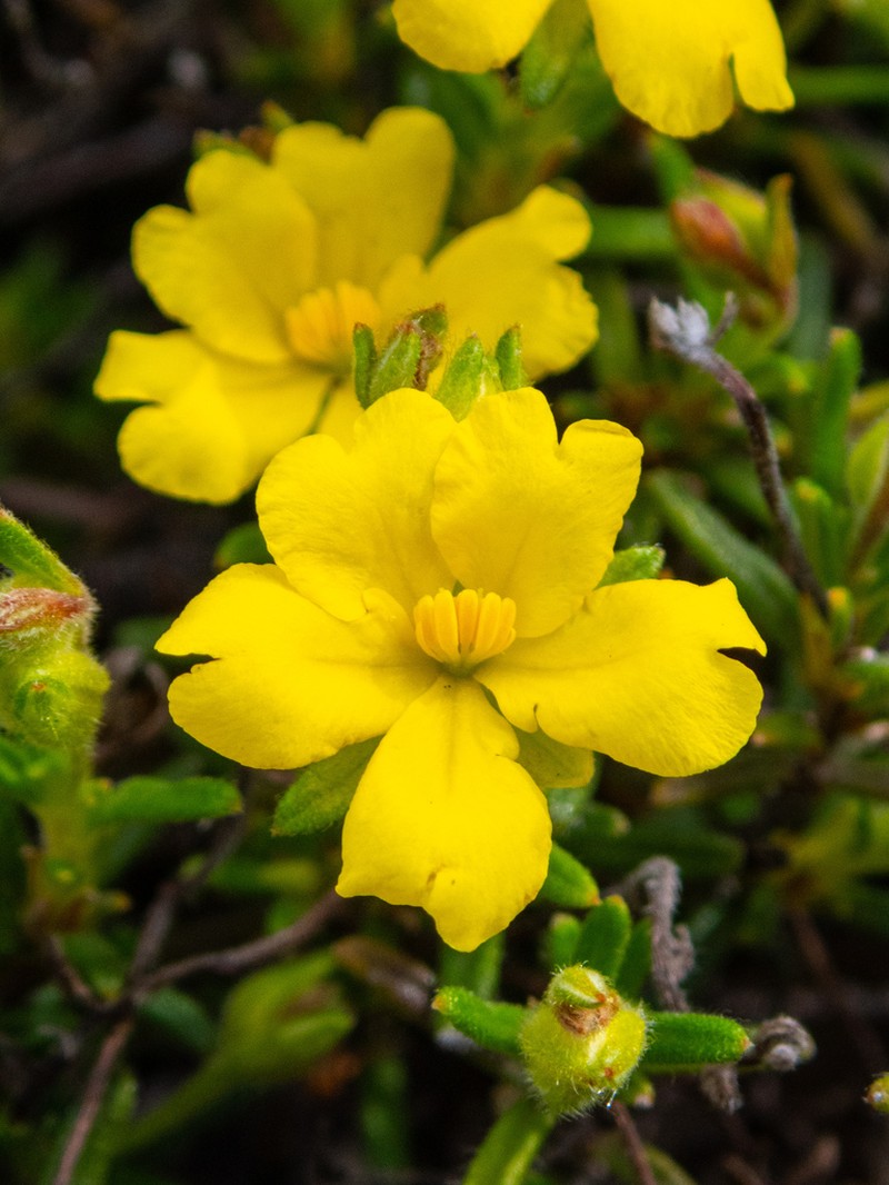 Hibbertia asterella