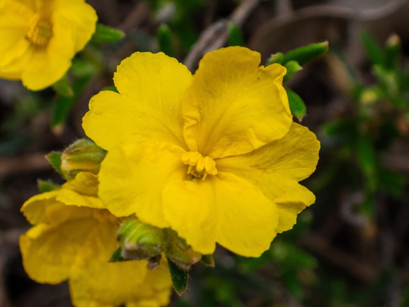 Hibbertia asterella photo 2