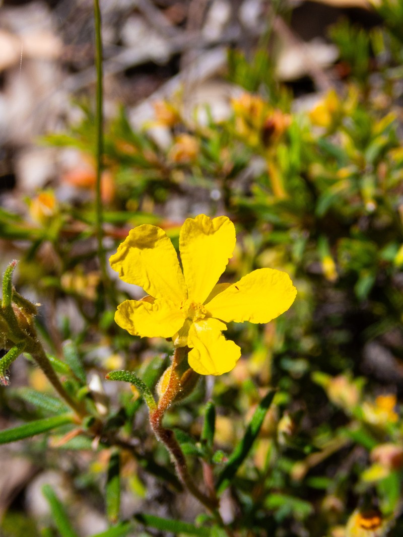 Hibbertia asterella photo 3