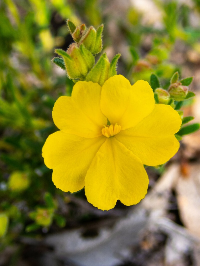 Hibbertia asterella photo 4
