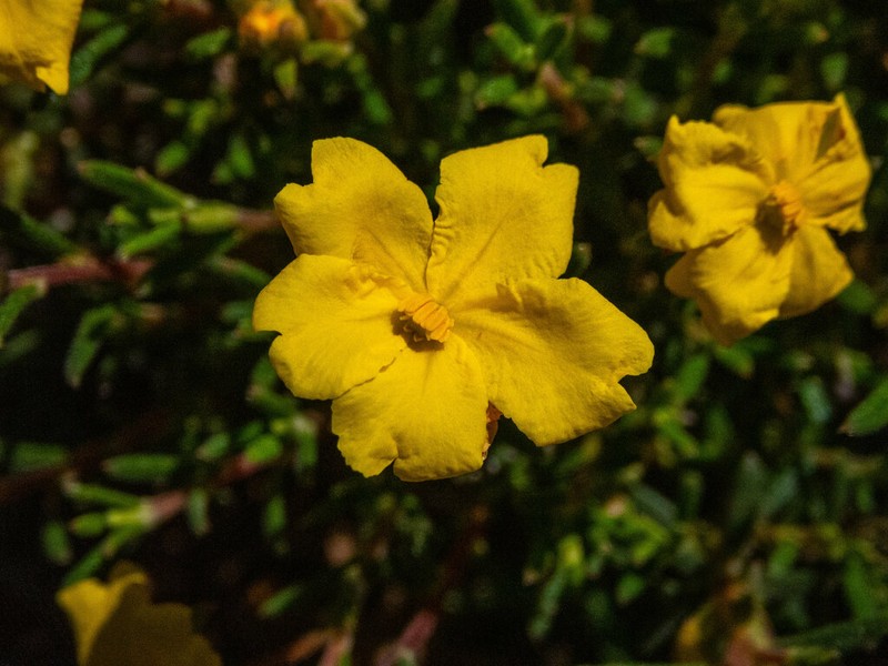 Hibbertia asterella photo 5