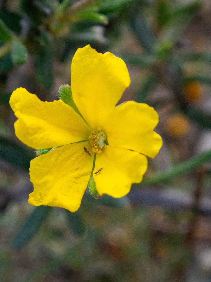 Hibbertia asterella photo 6