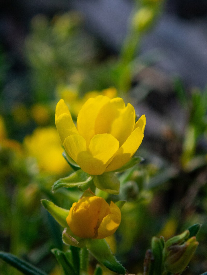 Hibbertia asterella photo 7