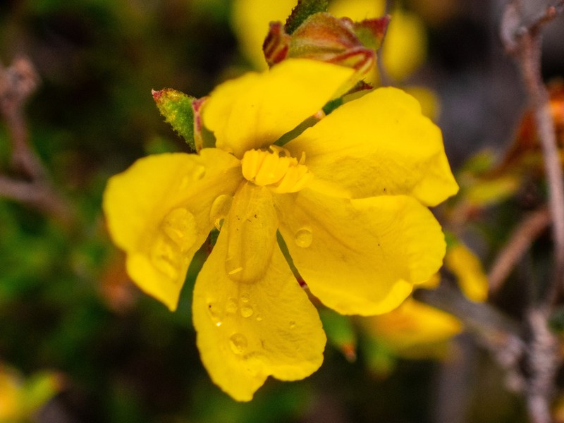 Hibbertia asterella photo 8