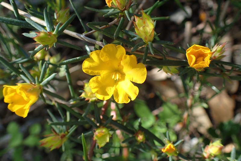 Hibbertia aurea
