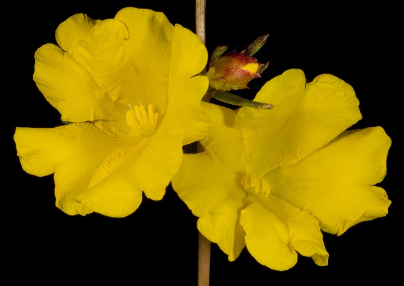Hibbertia aurea photo 2