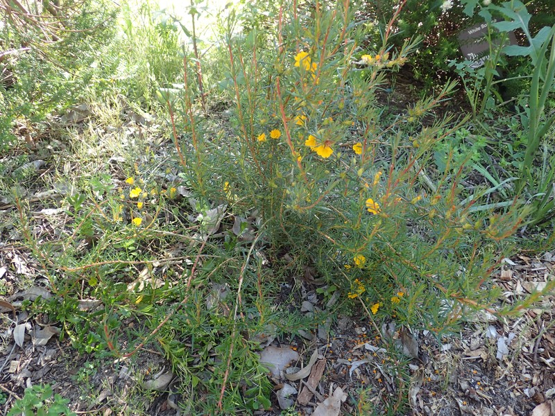 Hibbertia aurea photo 3