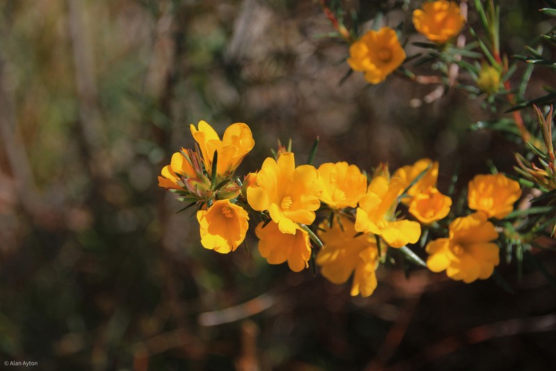 Hibbertia aurea photo 4