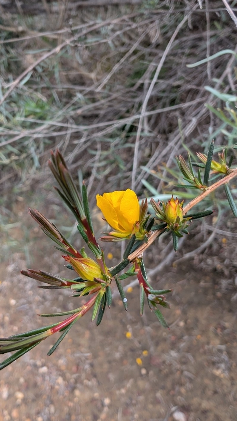 Hibbertia aurea photo 5