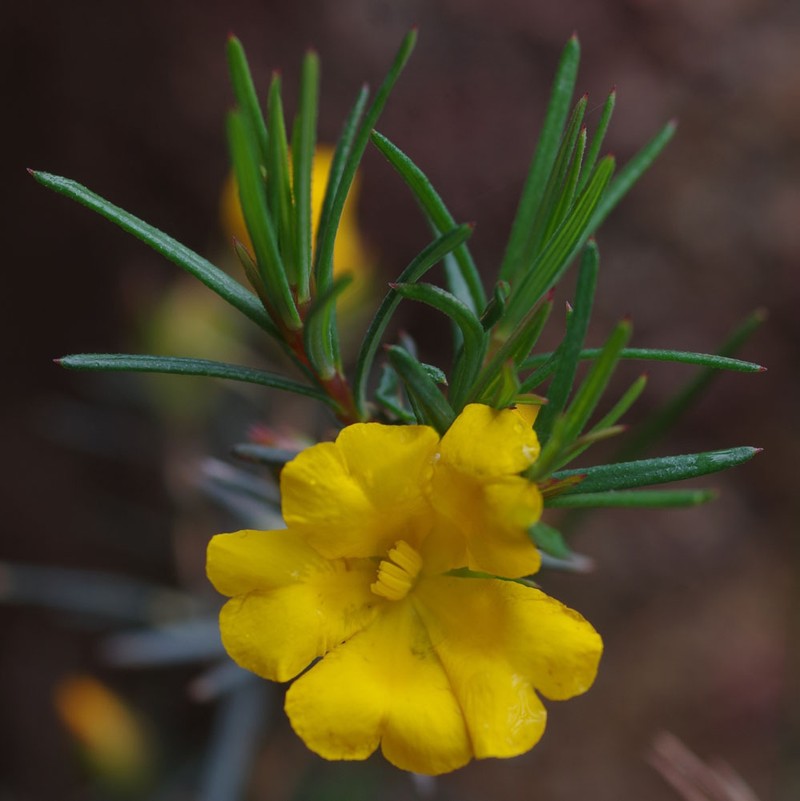 Hibbertia aurea photo 6