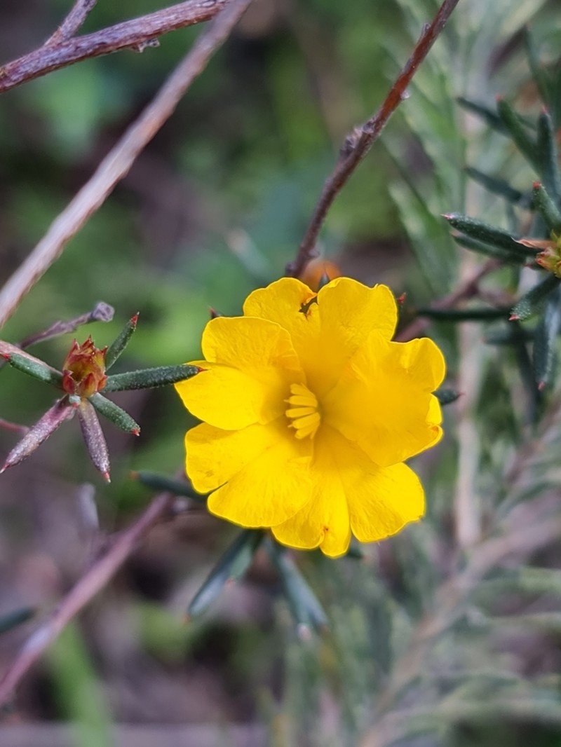 Hibbertia aurea photo 7