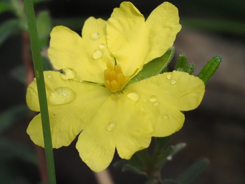 Hibbertia australis