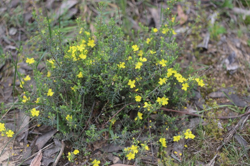 Hibbertia australis photo 2