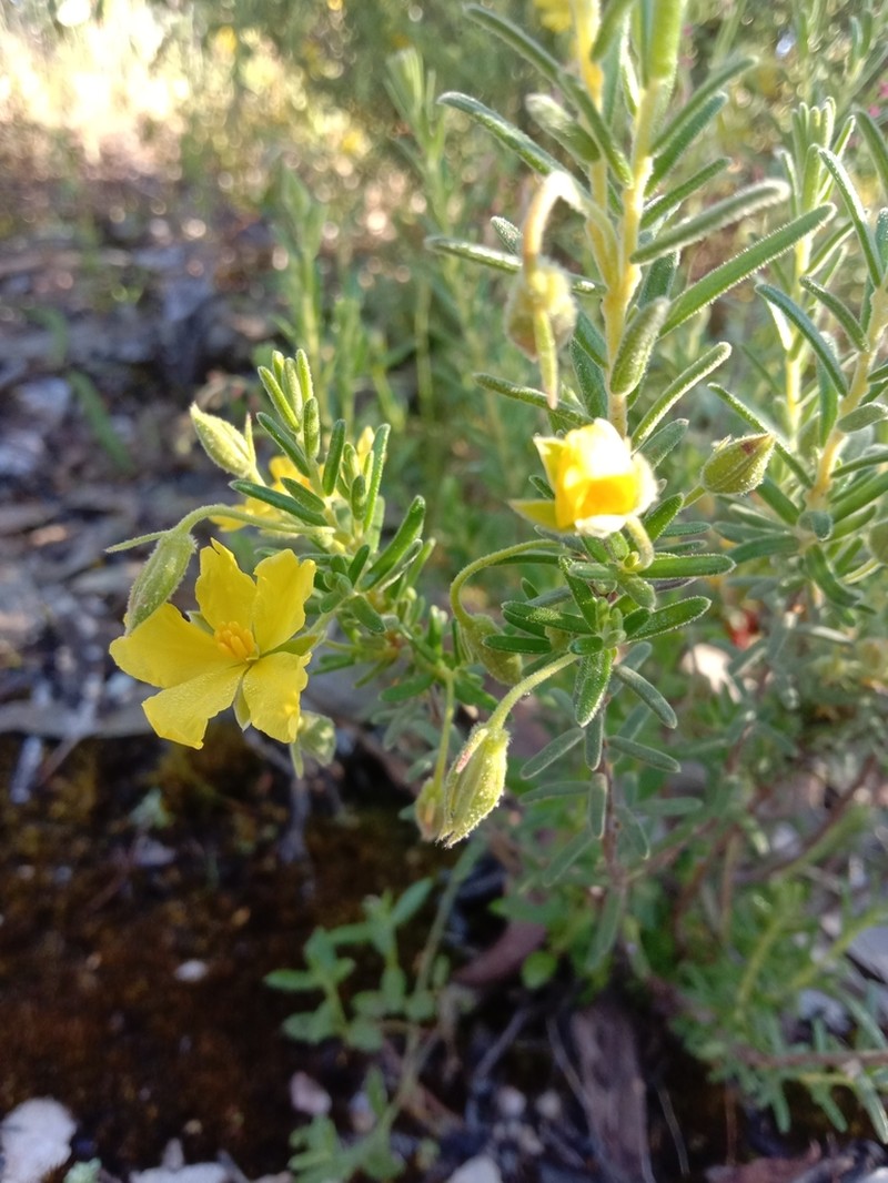 Hibbertia australis photo 3