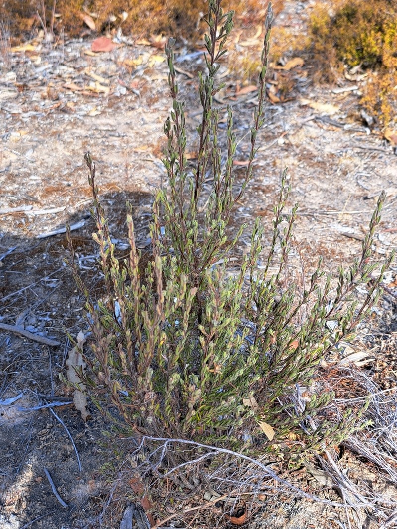 Hibbertia australis photo 4