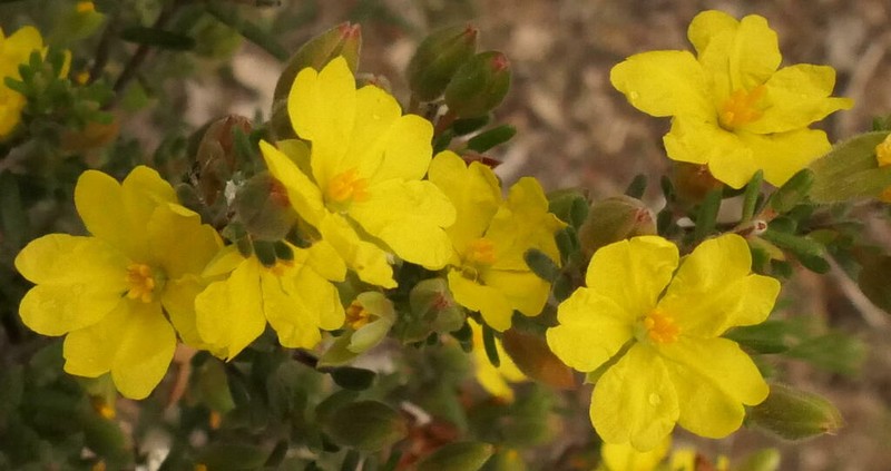 Hibbertia australis photo 5