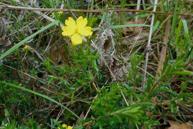 Hibbertia australis photo 6