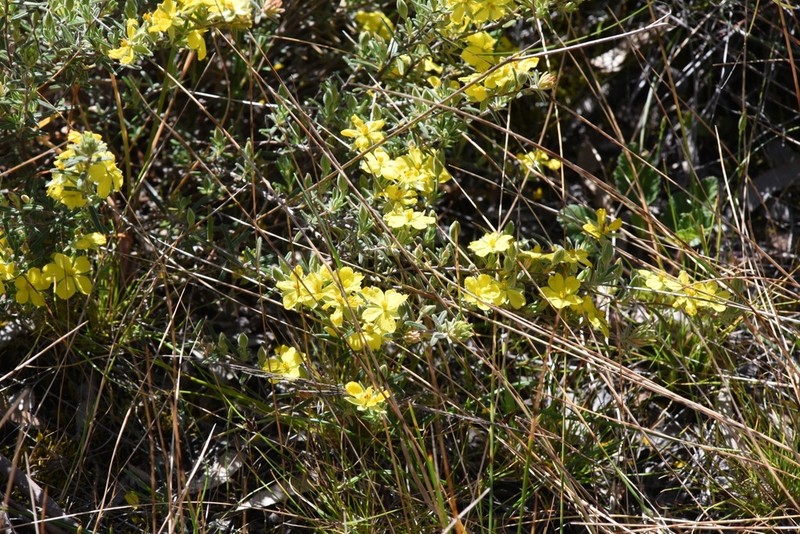 Hibbertia australis photo 7