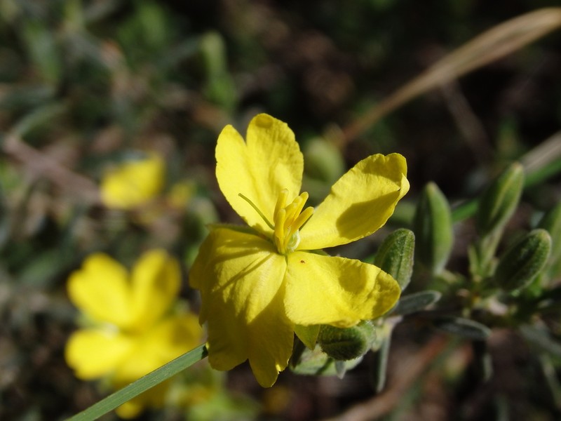 Hibbertia australis photo 8