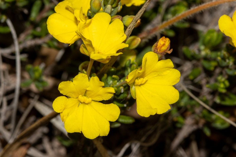 Hibbertia avonensis photo 3
