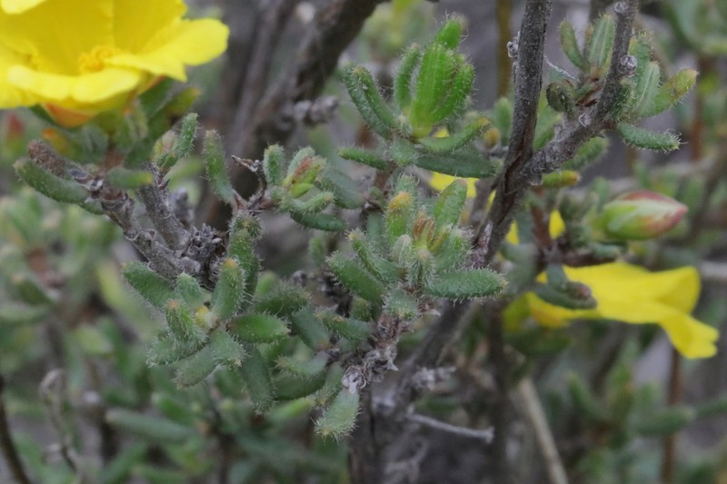 Hibbertia avonensis photo 4
