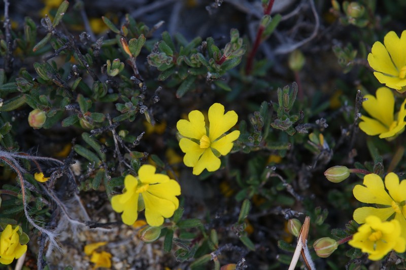 Hibbertia avonensis photo 6